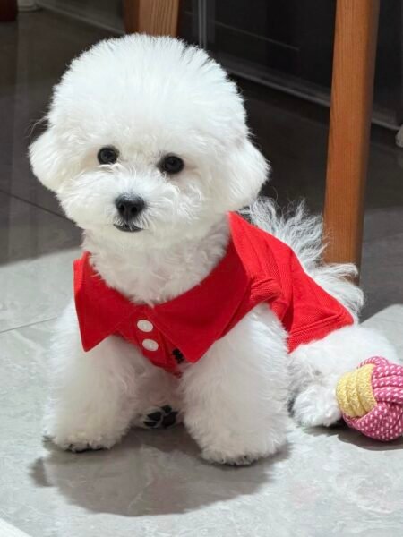 Polo pour Petit Chien et Chat | Taille M 