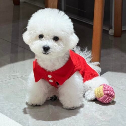 T-shirt pour Chien et Chat