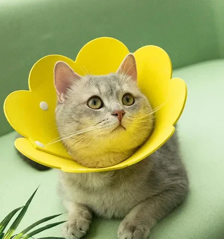 Collerette De Récupération En Forme De Tournesol Pour Chats