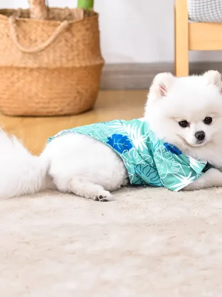 Chemise pour Petit Chien et Chat | Taille : S , M , L