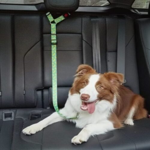 Laisse pour Animaux de Compagnie