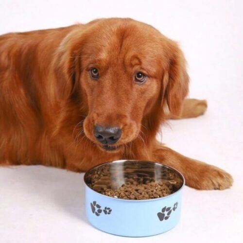 Gamelle en Acier pour Chiens