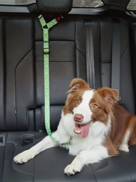 Ceinture de Sécurité Double Usage pour Animaux de Compagnie