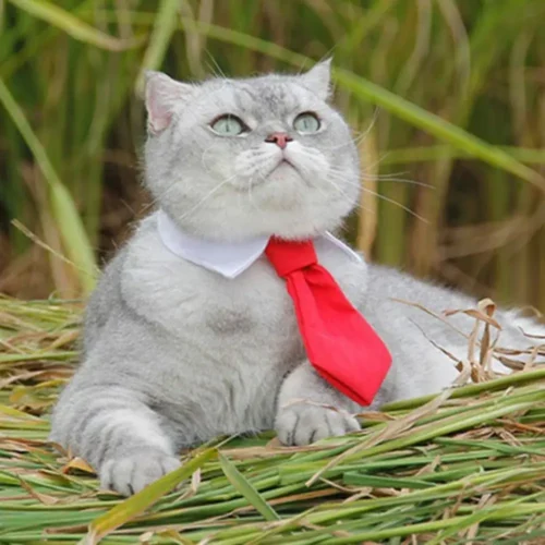 cravate pour animaux de compagnie