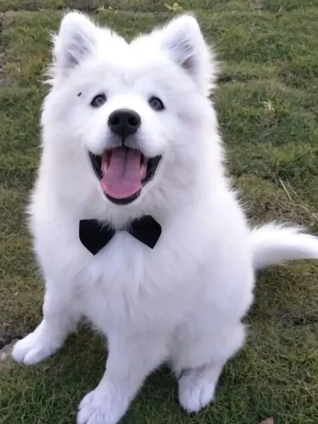 Collier à Nœud Papillon pour Animaux de Compagnie