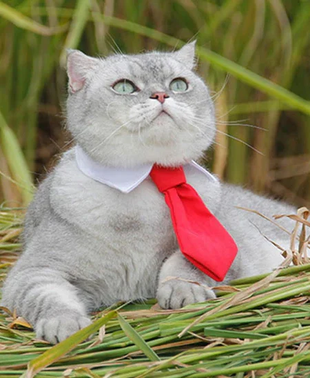 Cravate Formelle pour Animaux de Compagnie | Taille S , M