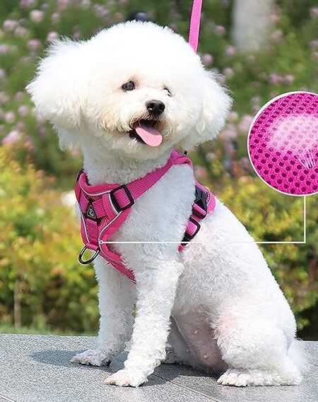 Harnais avec Laisse pour Chat et Chien Rose | Taille M