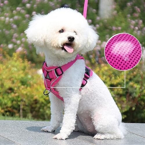 Harnais pour Chat et Chien